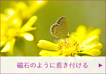 磁石のように惹き付ける